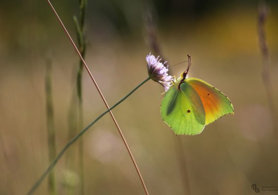 Papillon citron (Gonepteryx cleopatra) - Volière à papillons - Insectarium de Lizio, parc zoologique des petites bêtes en Bretagne.