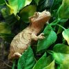 Gecko à crête (Correlophus ciliatus), parc zoologique des petites bêtes en Bretagne.