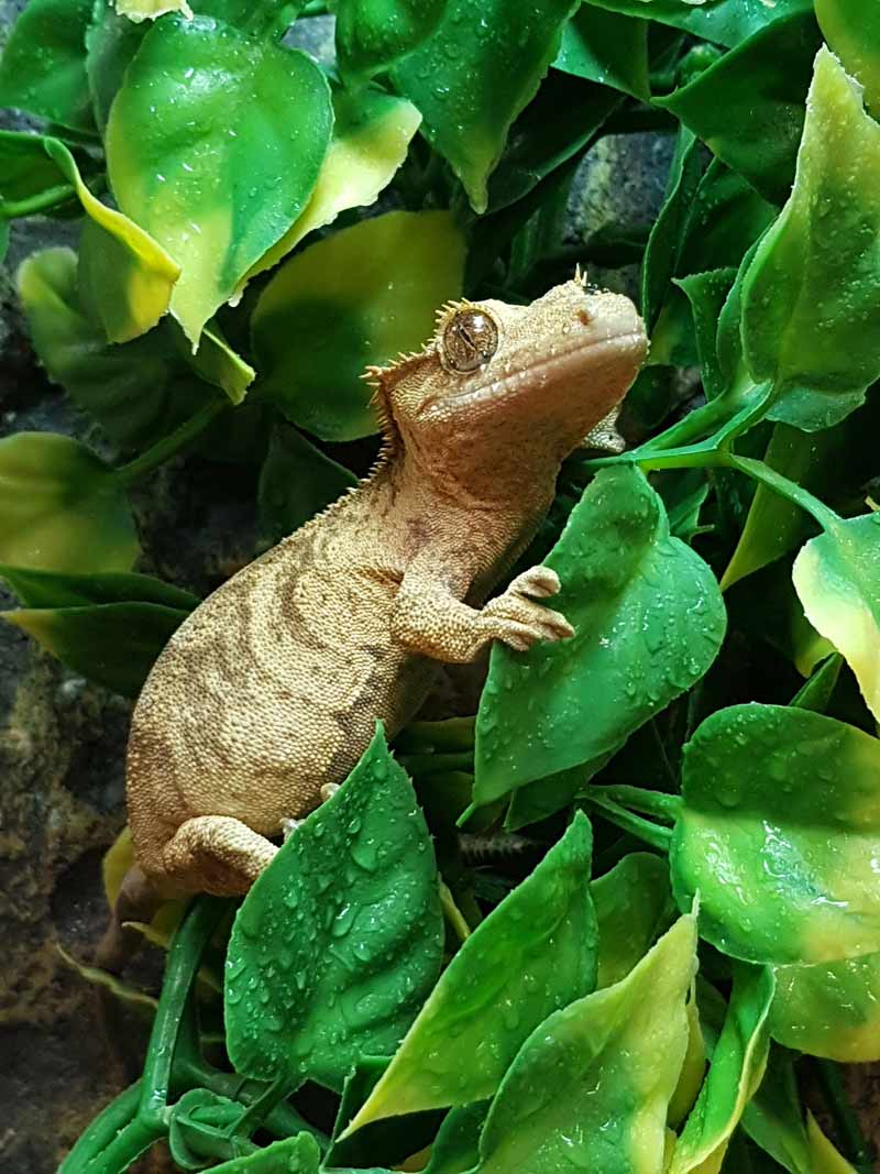 Gecko à crête (Correlophus ciliatus), parc zoologique des petites bêtes en Bretagne.
