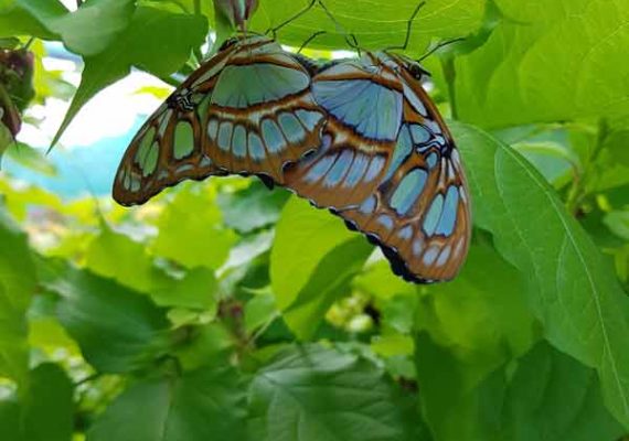 Papillons (Siproeta steneles)- Volière à papillons - Insectarium de Lizio, parc zoologique des petites bêtes en Bretagne.