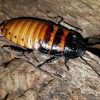 Blatte (Gromphadorhina portentosa) à l'Insectarium de Lizio, parc zoologique des petites bêtes en Bretagne