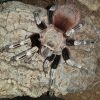Mygale Nhandu chromatus à l'Insectarium de Lizio, parc zoologique des petites bêtes, en Bretagne.