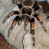 Mygale Brachypelma auratum prise à l'Insectarium de Lizio, parc zoologique des petites bêtes, dans le Morbihan