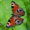 Papillon Paon du jour (Aglais io), Insectarium de Lizio, parc zoologique des petites bêtes en Bretagne.